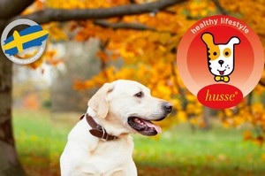 La franquicia de comida para mascotas Husse recomienda que hacer antes de viajar con tu mascota estas Navidades