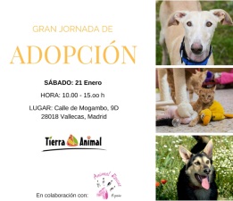 Gran Jornada de adopción de perros y gatos en Tierra Animal